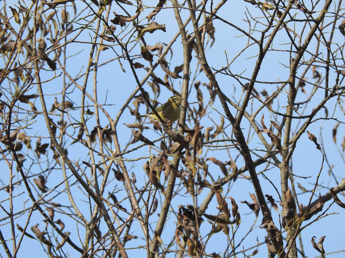 Blaurücken-Waldsänger - ML608871684