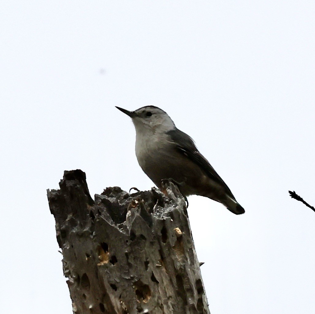 White-breasted Nuthatch - ML608871728