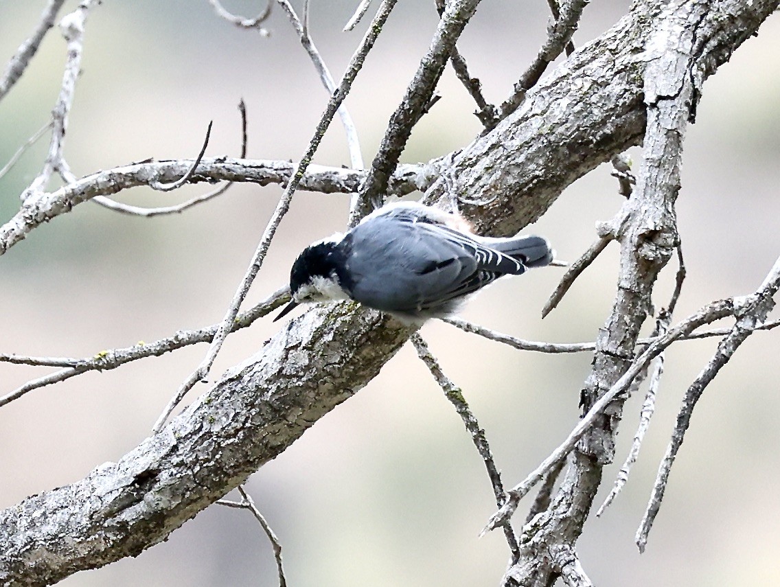 White-breasted Nuthatch - ML608871729
