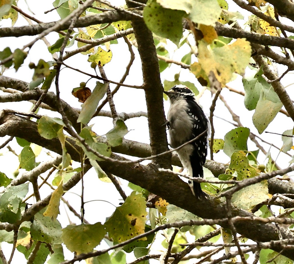 Downy Woodpecker - ML608871735