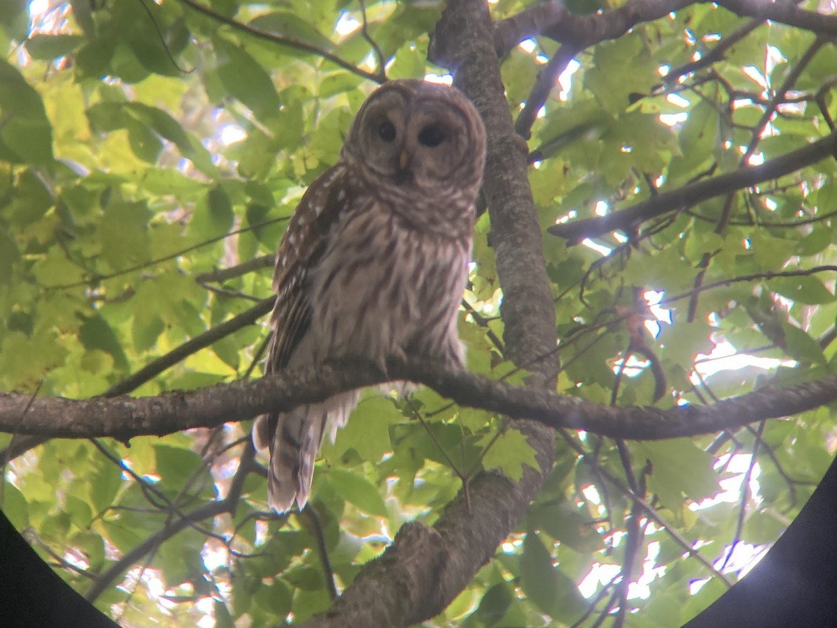 Barred Owl - ML608871788