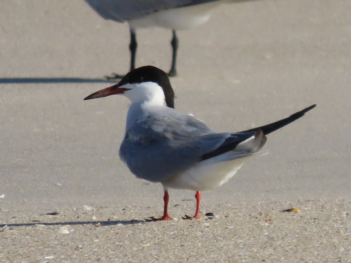 Common Tern - Green Blood