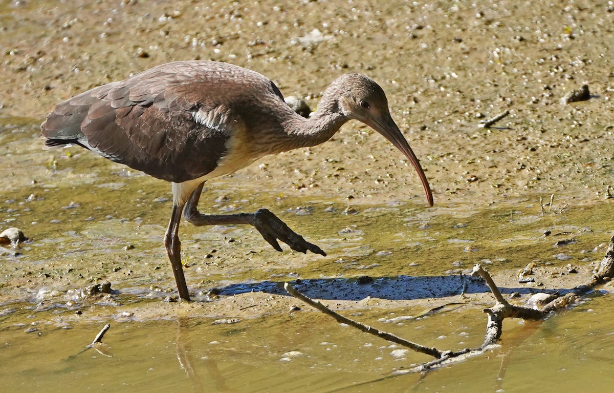 White Ibis - ML608871917