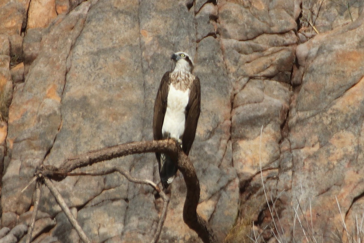 Águila Pescadora (Australia) - ML608871923
