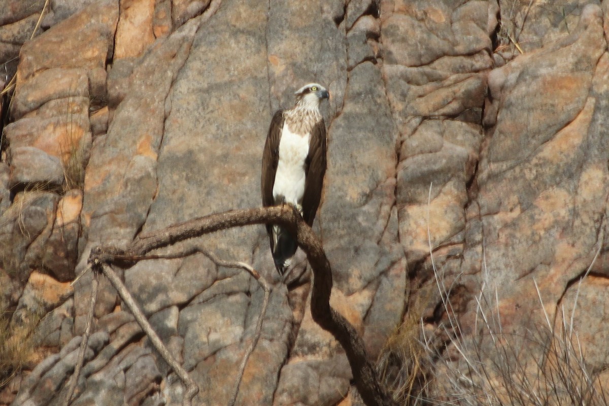 Osprey (Australasian) - James Lambert