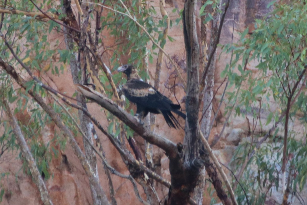 Wedge-tailed Eagle - ML608871927