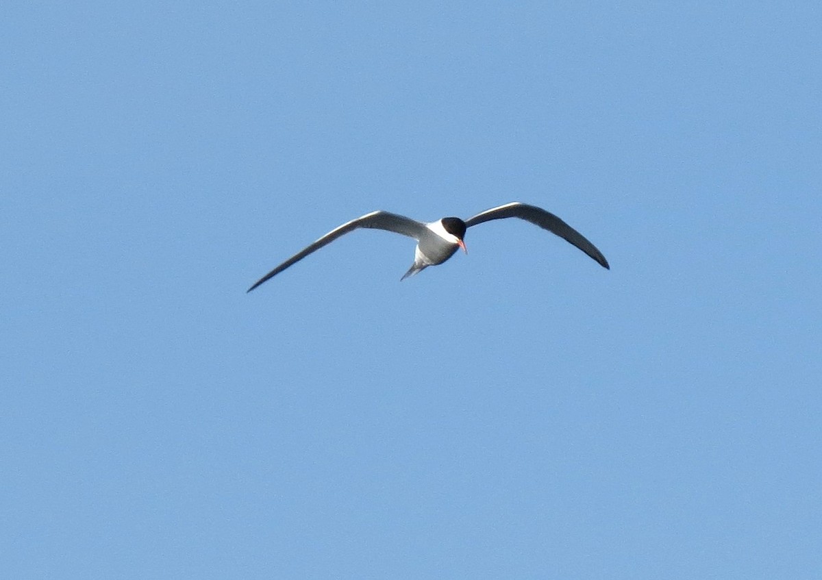 Common Tern - ML608871979
