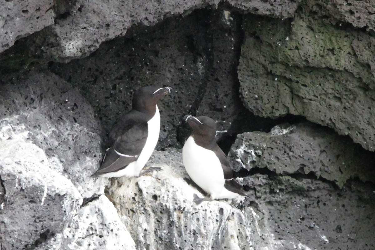 Razorbill - ML608871982