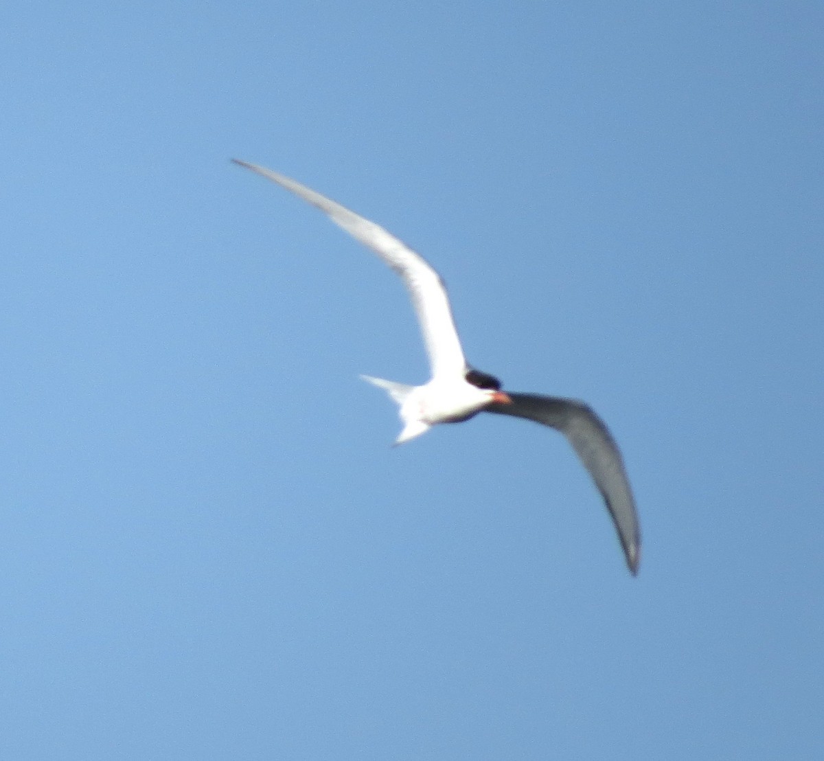 Common Tern - ML608871986