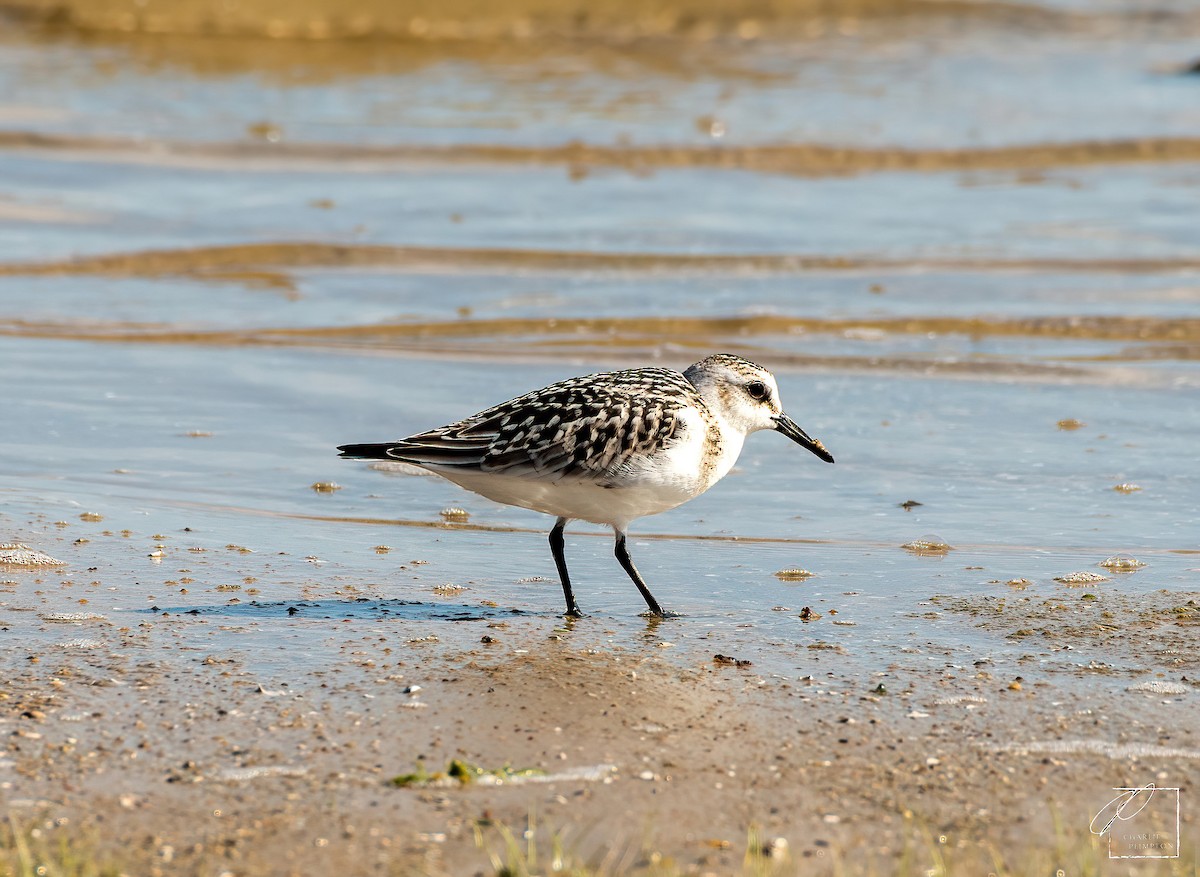 Bécasseau sanderling - ML608871996