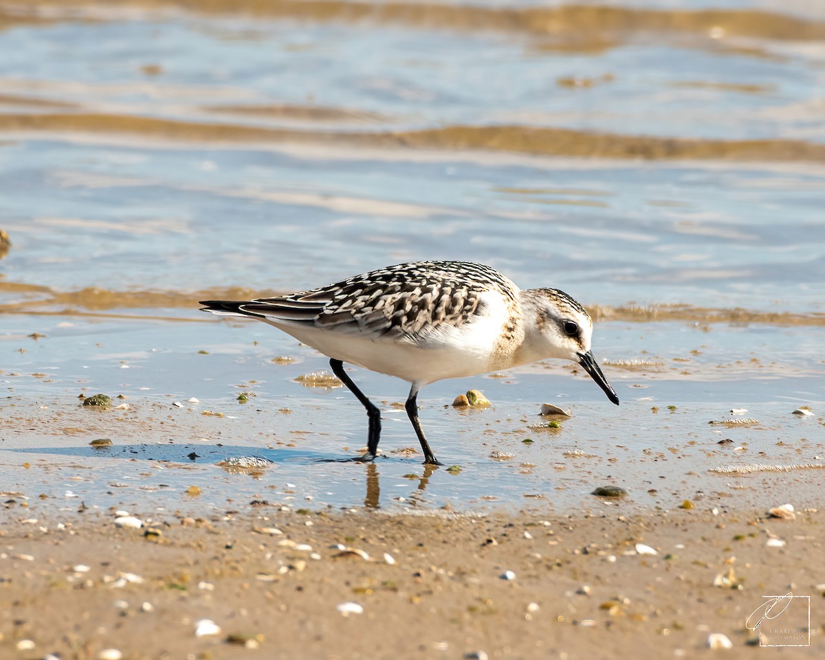 Bécasseau sanderling - ML608871997