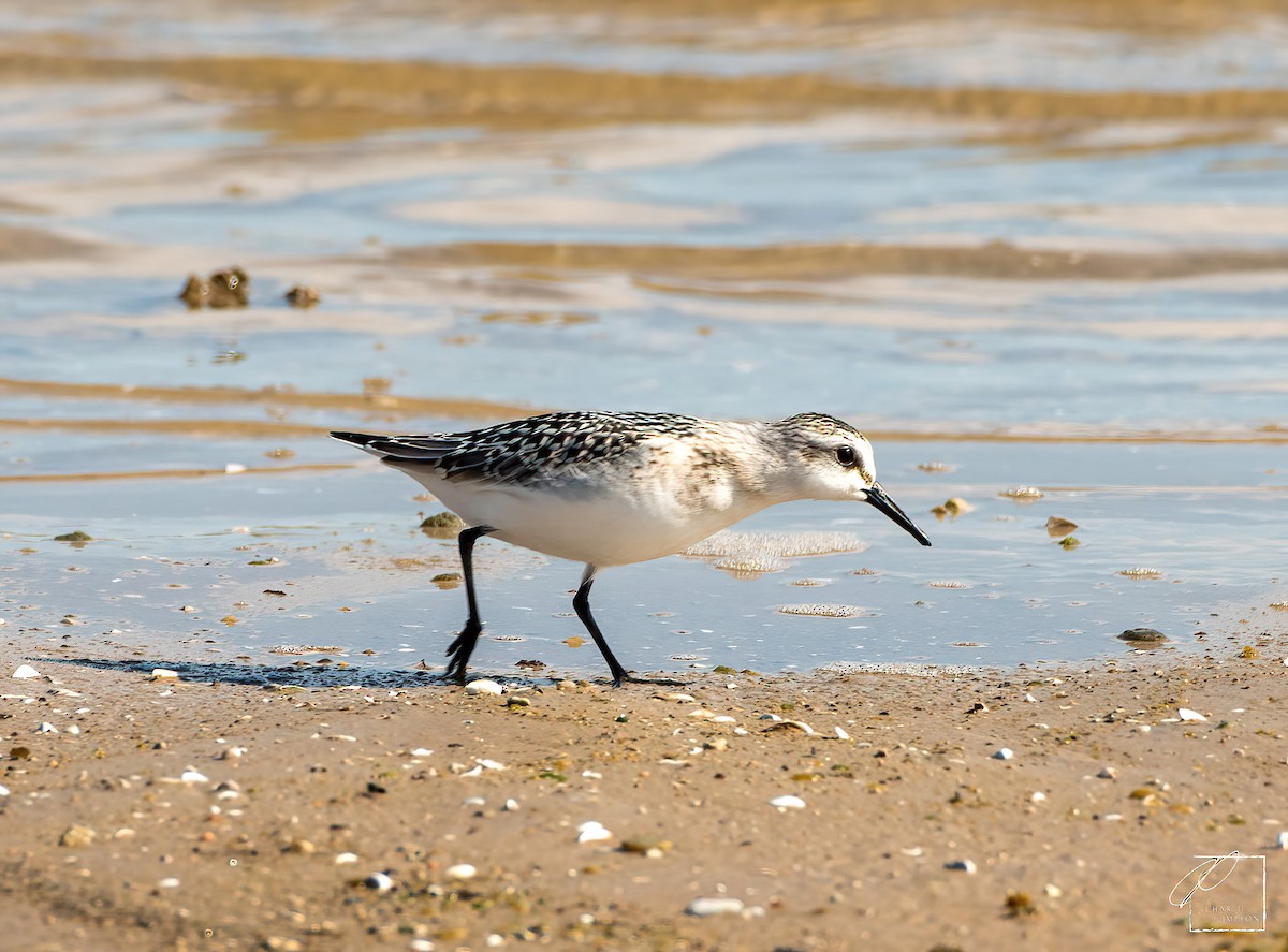 Bécasseau sanderling - ML608871998