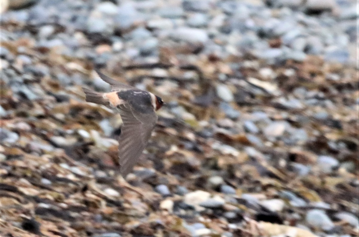 Cliff Swallow - Oliver  Komar