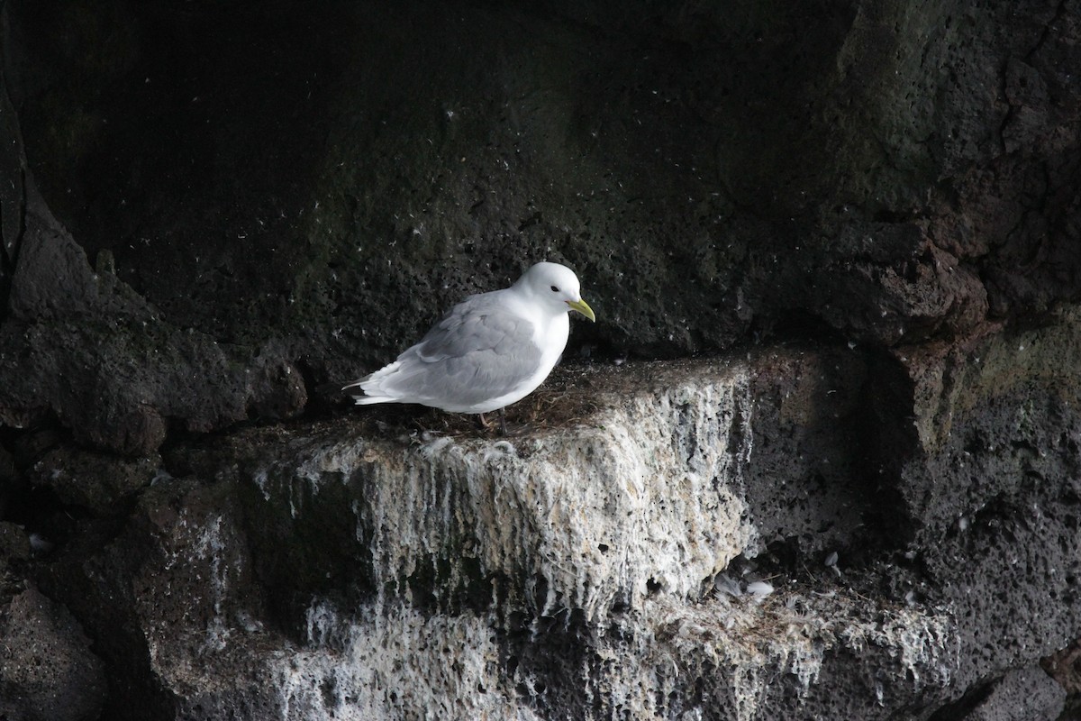 Black-legged Kittiwake - ML608872016