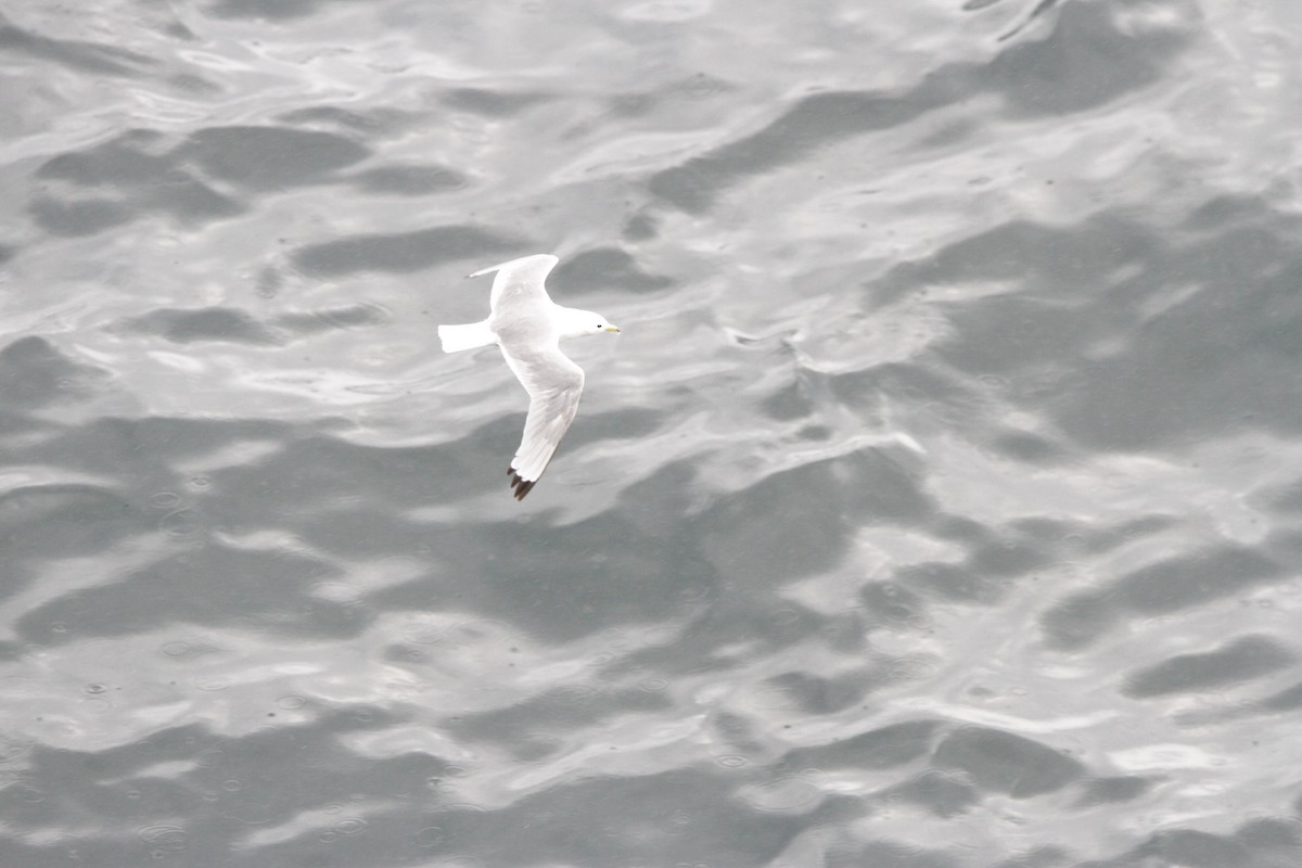 Black-legged Kittiwake - ML608872033