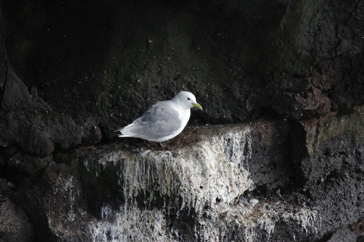 Mouette tridactyle - ML608872034