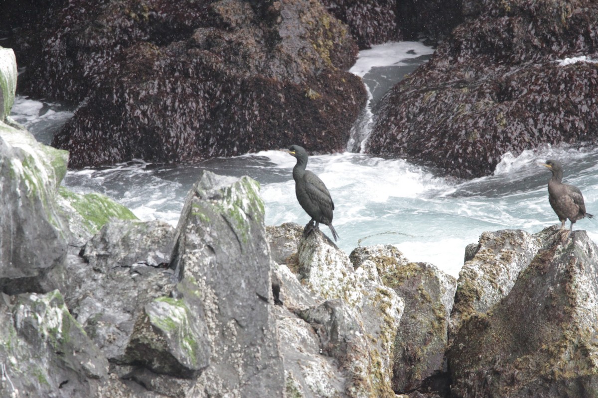 European Shag (Atlantic) - ML608872062