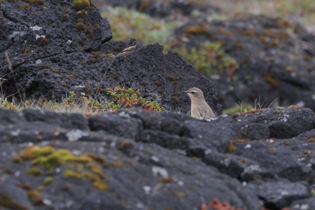 Northern Wheatear - ML608872074