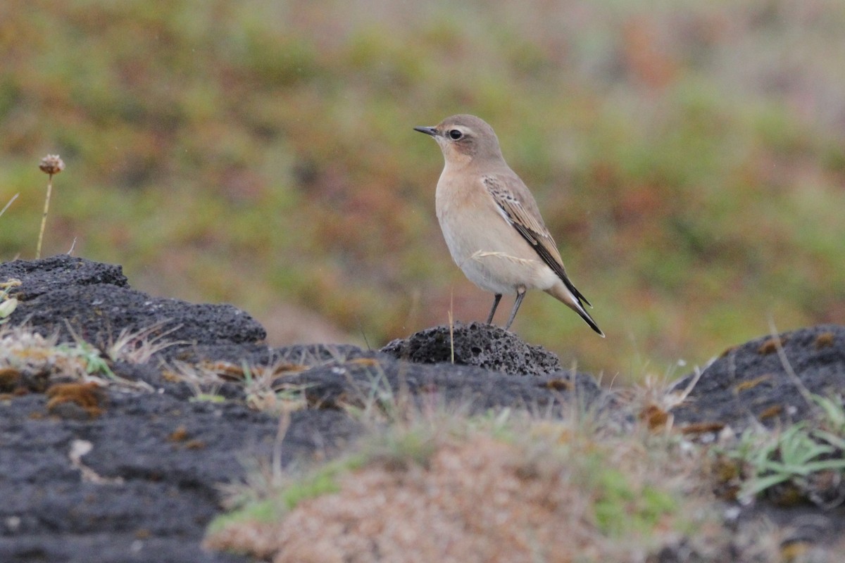 Northern Wheatear - ML608872075