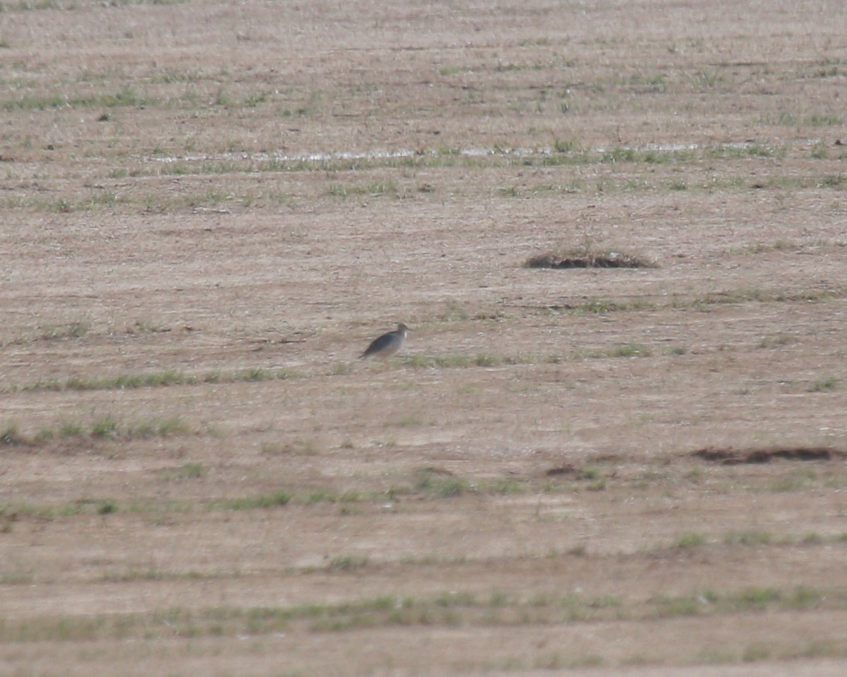 Buff-breasted Sandpiper - ML608872173