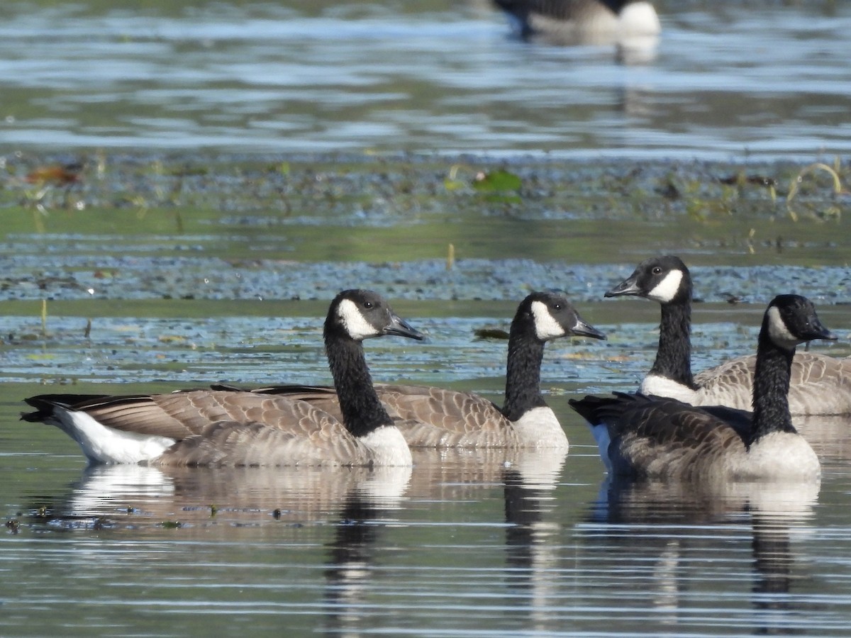 Canada Goose - ML608872190