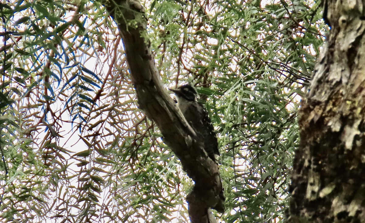 Nuttall's Woodpecker - ML608872233