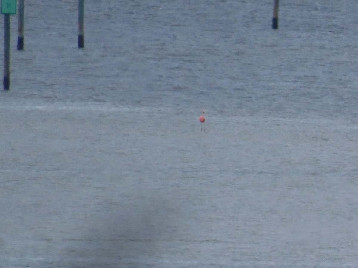 rødflamingo - ML608872243
