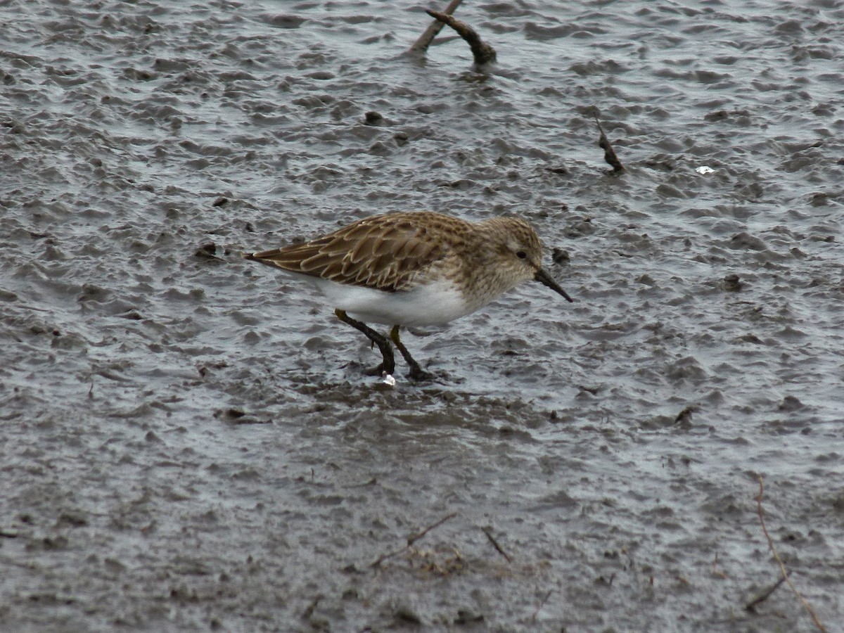 Least Sandpiper - ML608872300