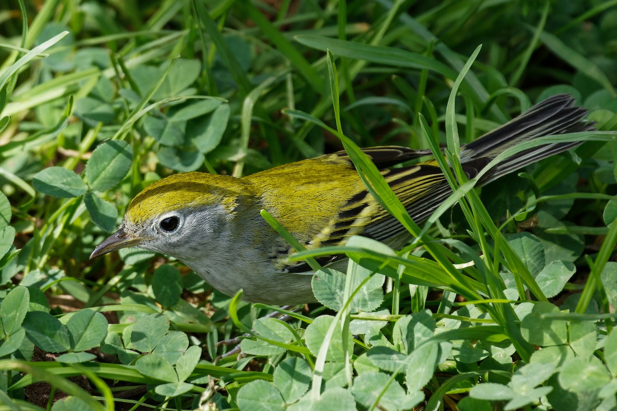 Chestnut-sided Warbler - ML608872490