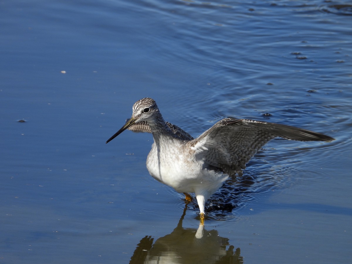 Greater Yellowlegs - ML608872495