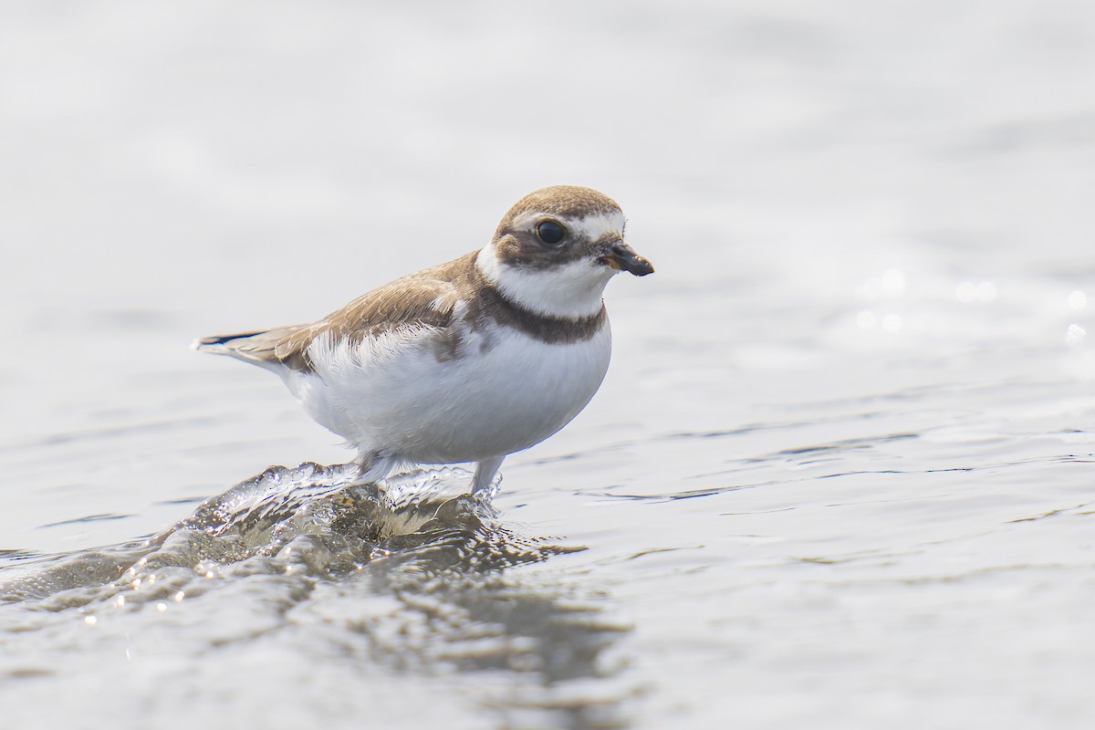 Semipalmated Plover - ML608872543