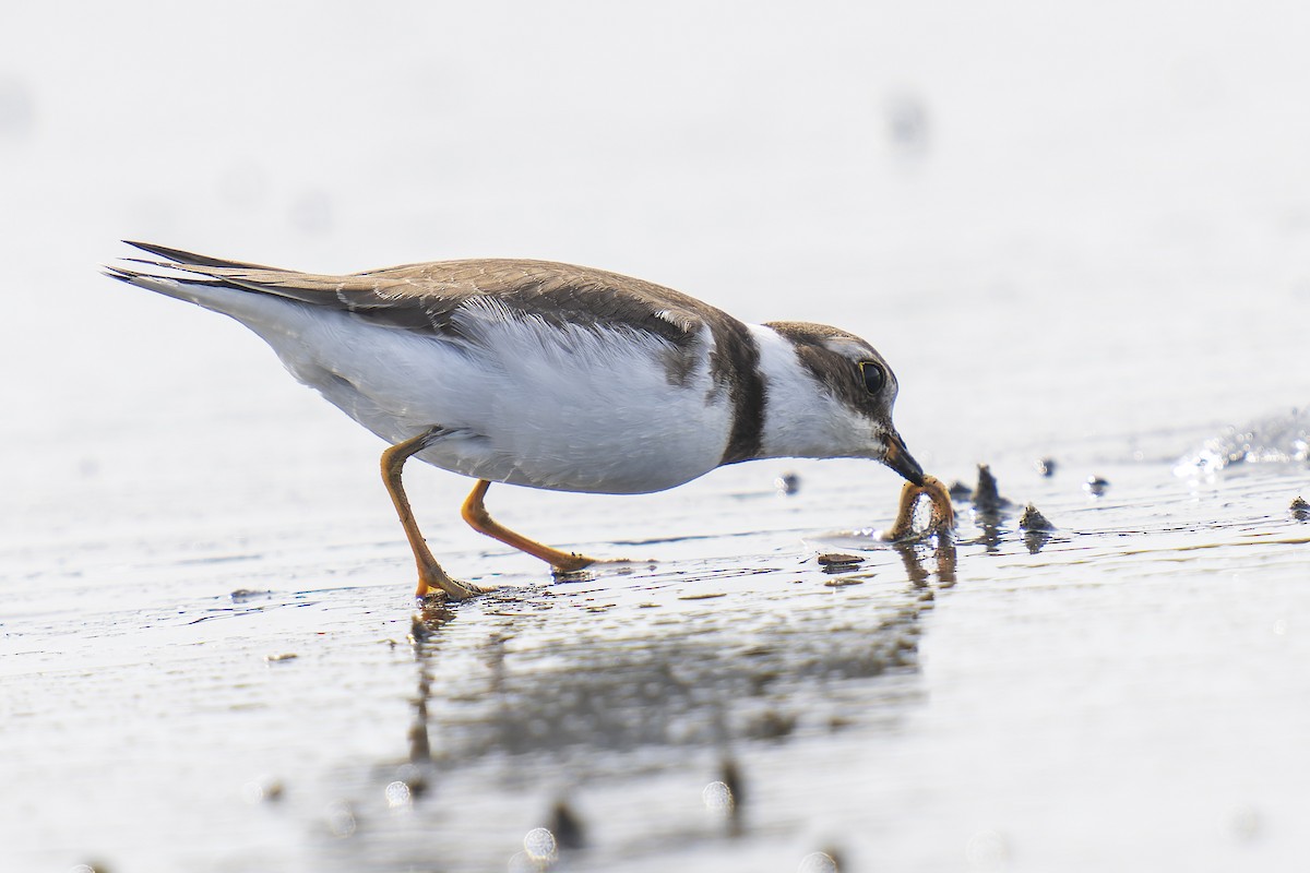 Semipalmated Plover - ML608872544