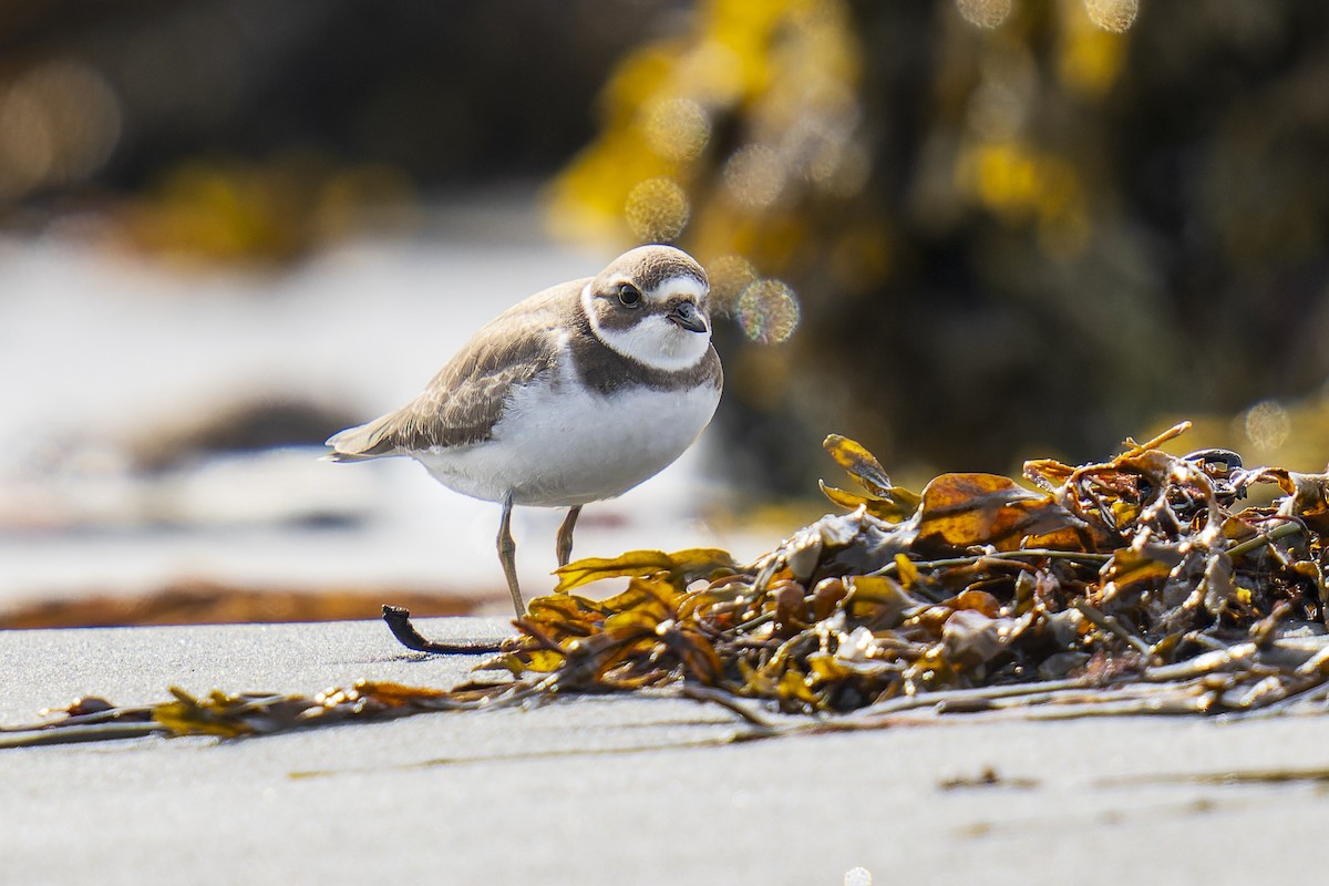 Semipalmated Plover - ML608872554