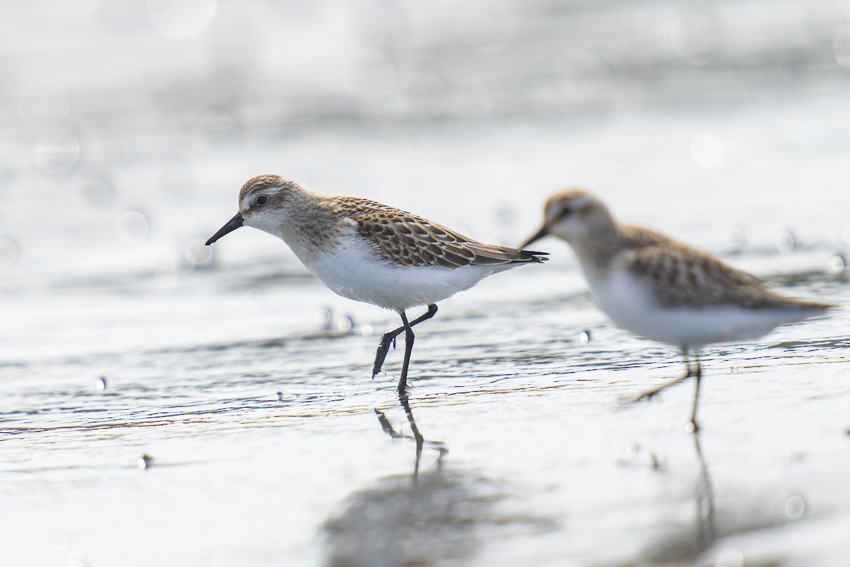 Semipalmated Sandpiper - ML608872557