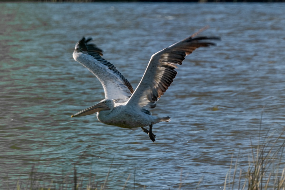 pelikán bílý - ML608872613