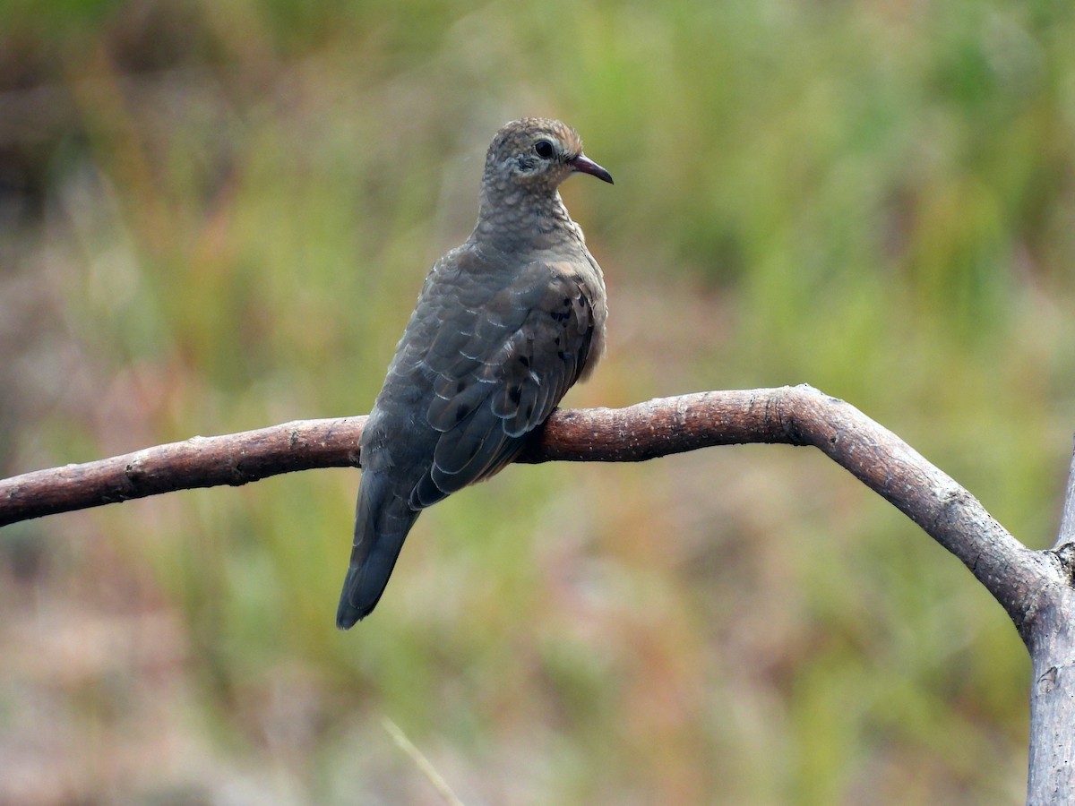 Common Ground Dove - ML608872628