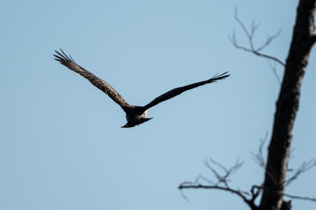 Short-toed Snake-Eagle - Gökhan Taşdemir