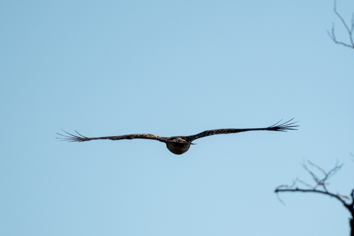 Short-toed Snake-Eagle - Gökhan Taşdemir