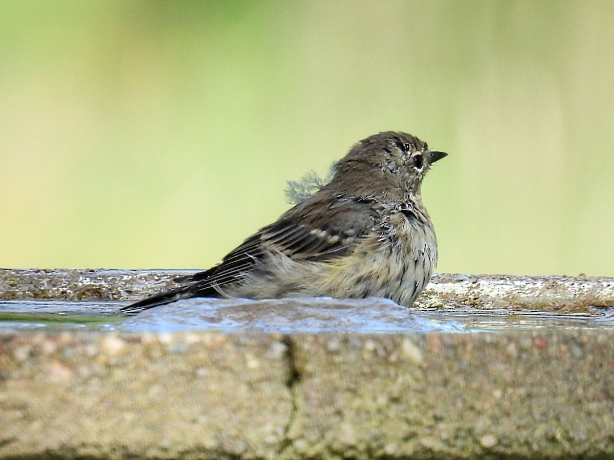 Yellow-rumped Warbler - ML608872695