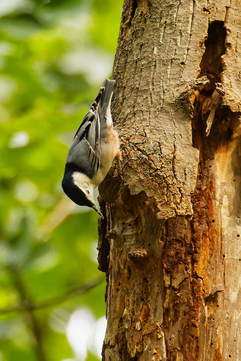 White-breasted Nuthatch - ML608872779