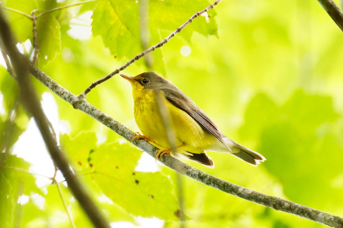Canada Warbler - ML608872785