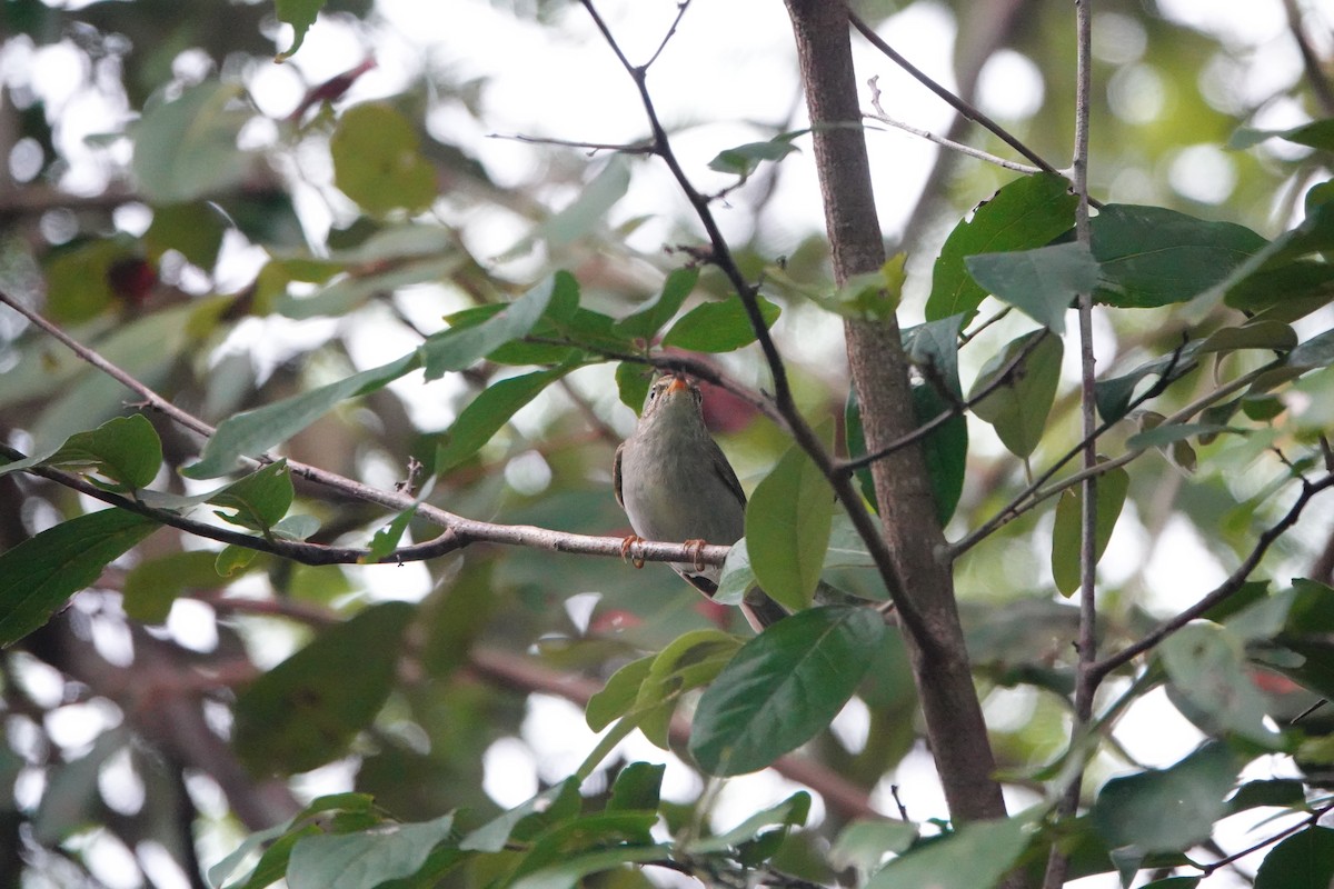 Arctic Warbler - David Diller