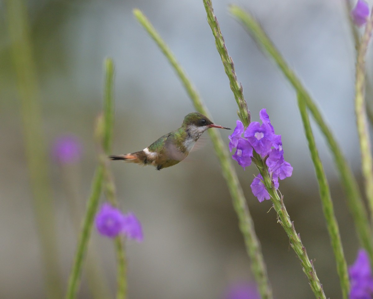 White-crested Coquette - ML608872886