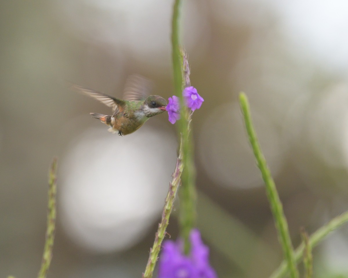 White-crested Coquette - ML608872887