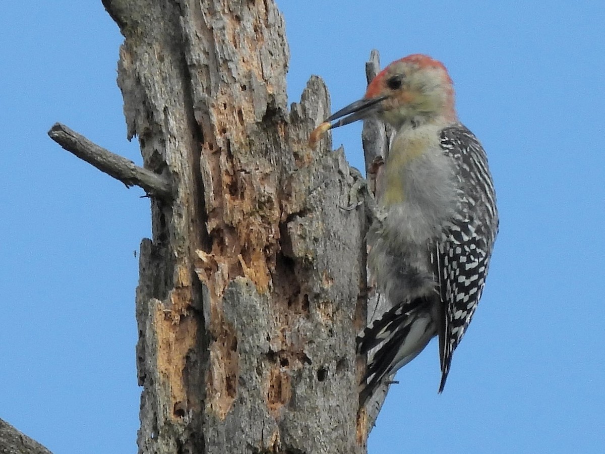 Red-bellied Woodpecker - ML608872893