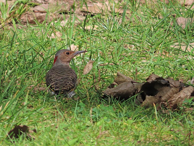 Northern Flicker (Yellow-shafted) - ML608872975