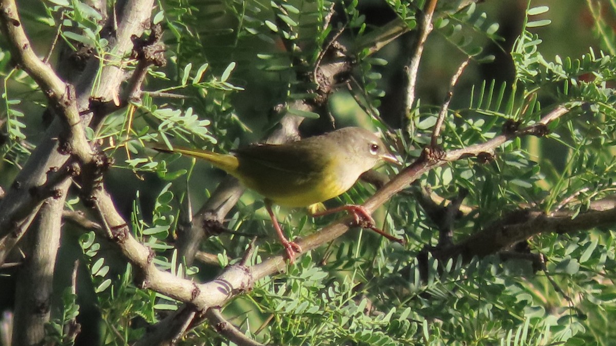 MacGillivray's Warbler - ML608872987