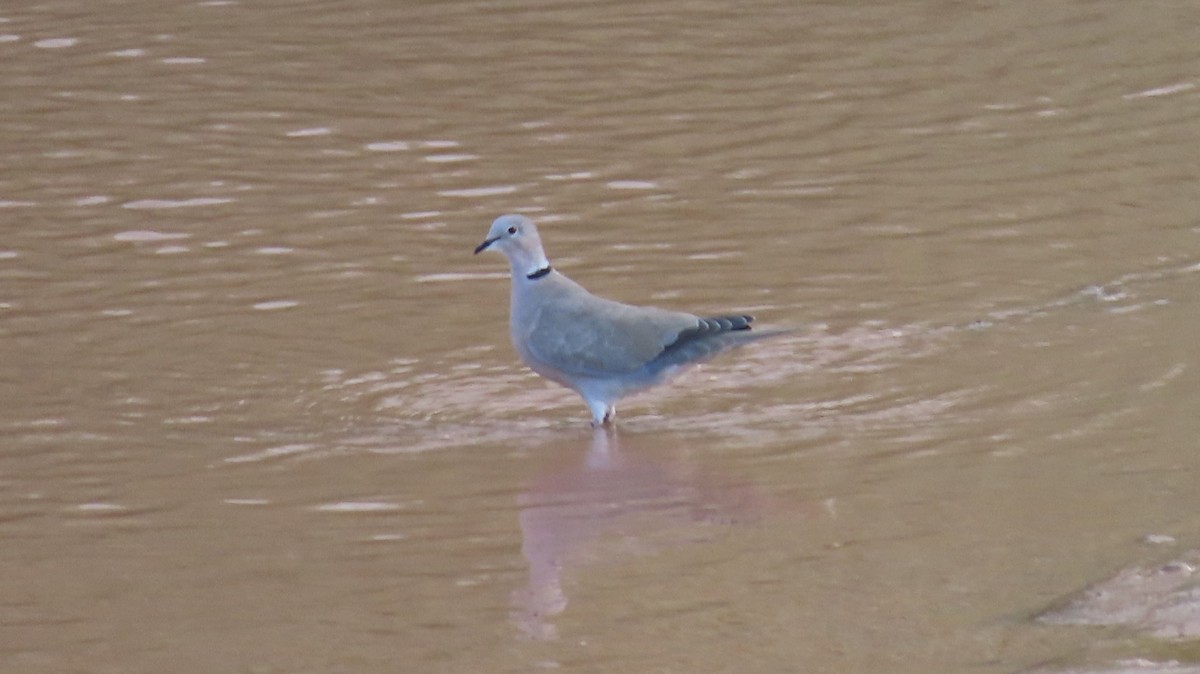 Eurasian Collared-Dove - ML608873001