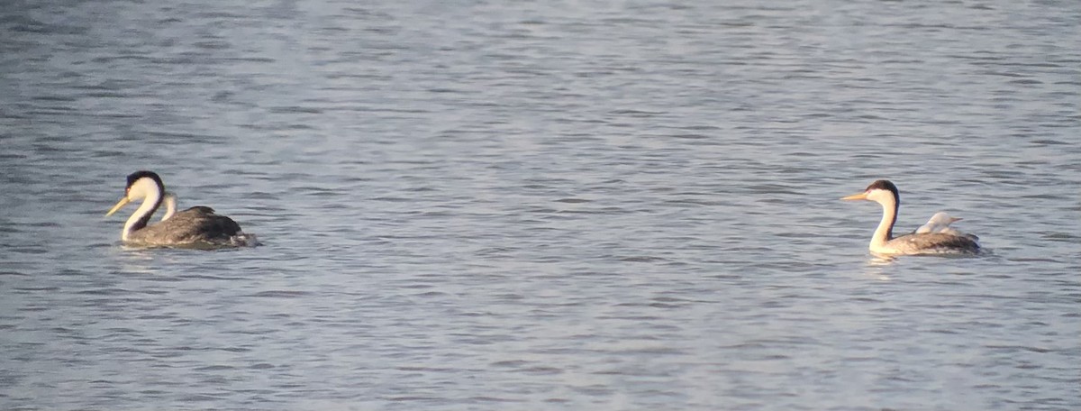 Western x Clark's Grebe (hybrid) - ML608873055