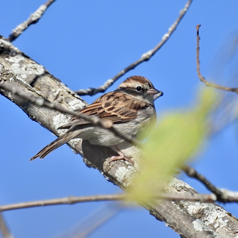 Chipping Sparrow - ML608873072